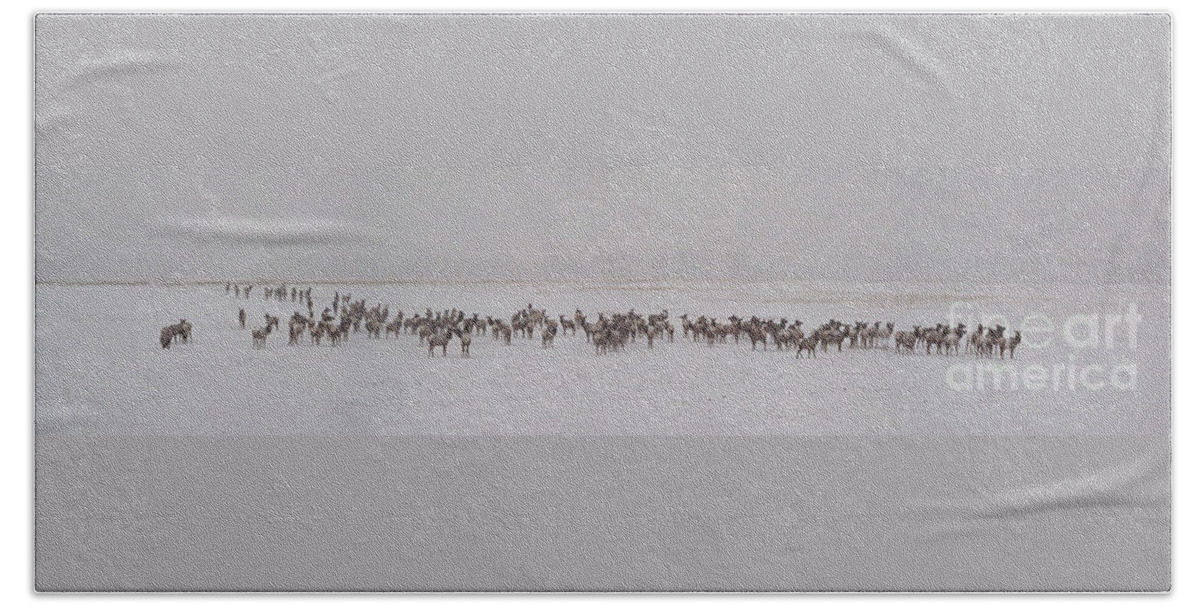 Elk Beach Sheet featuring the photograph Elk Herd In Snow - 17x74 by J L Woody Wooden