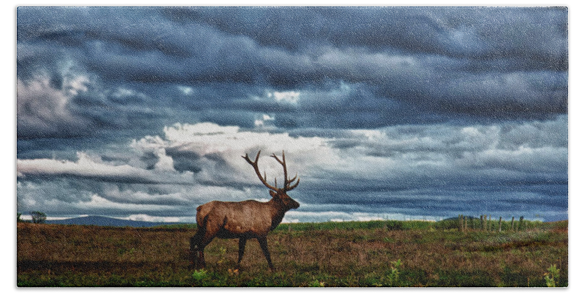 Jeff Folger Beach Towel featuring the photograph Elk in field by Jeff Folger
