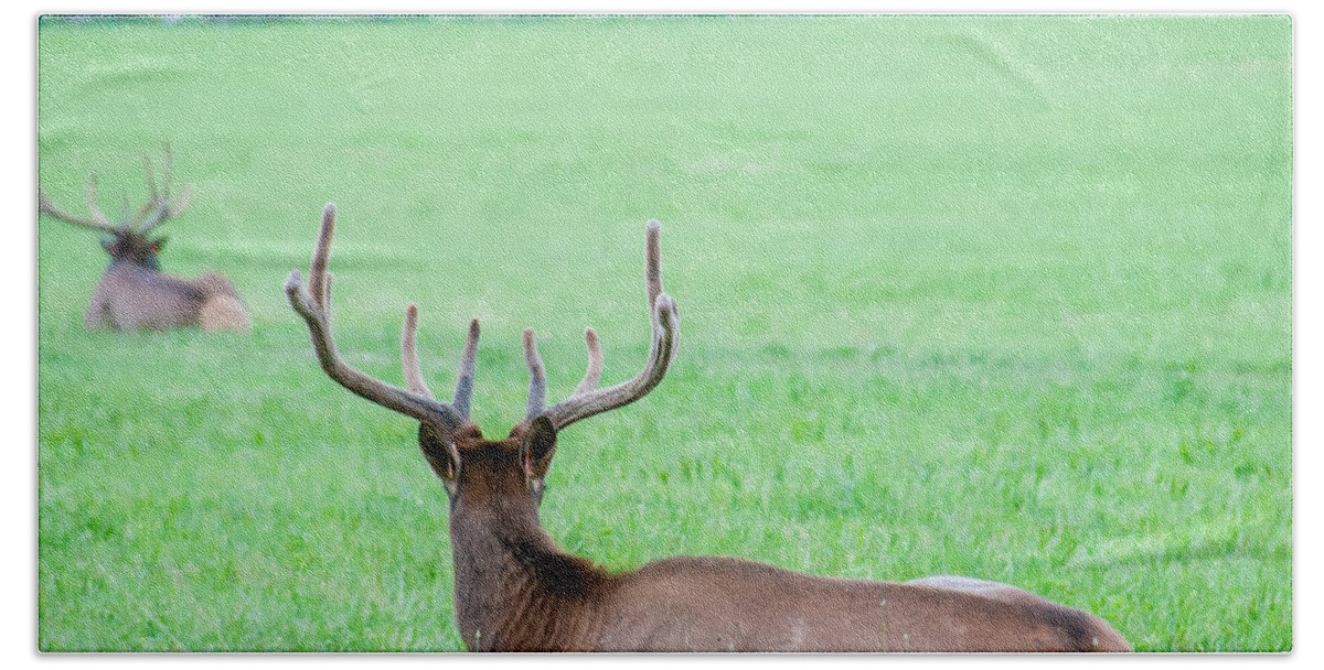 Great Beach Towel featuring the photograph Elk Resting On A Meadow In Great Smoky Mountains by Alex Grichenko