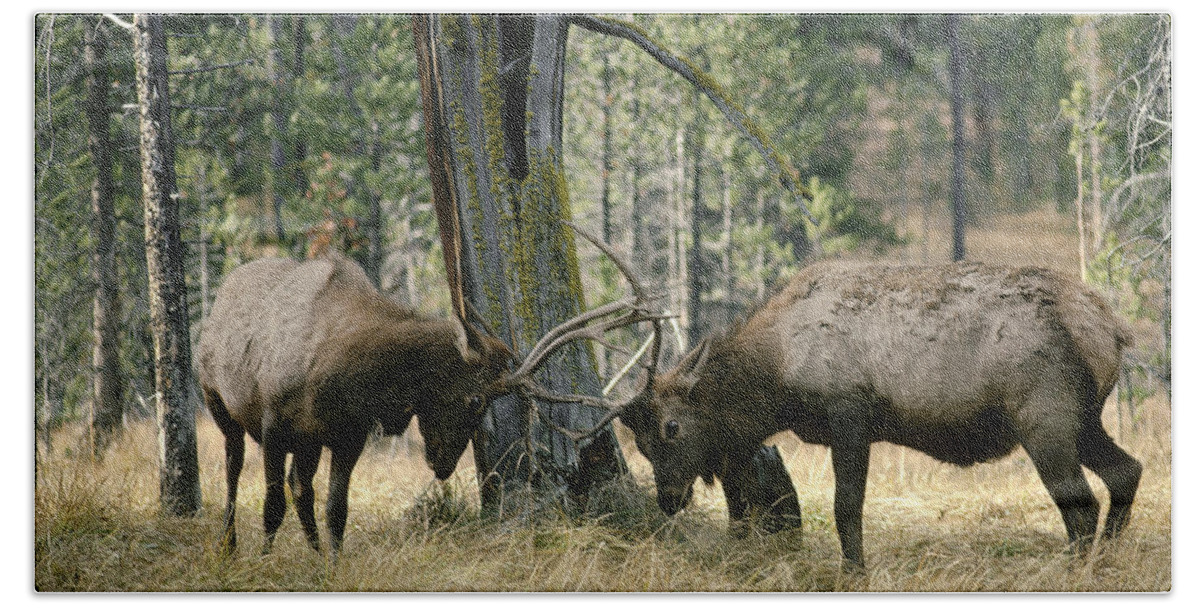 Feb0514 Beach Towel featuring the photograph Elks Sparring Yellowstone Np Wyoming by Michael Quinton