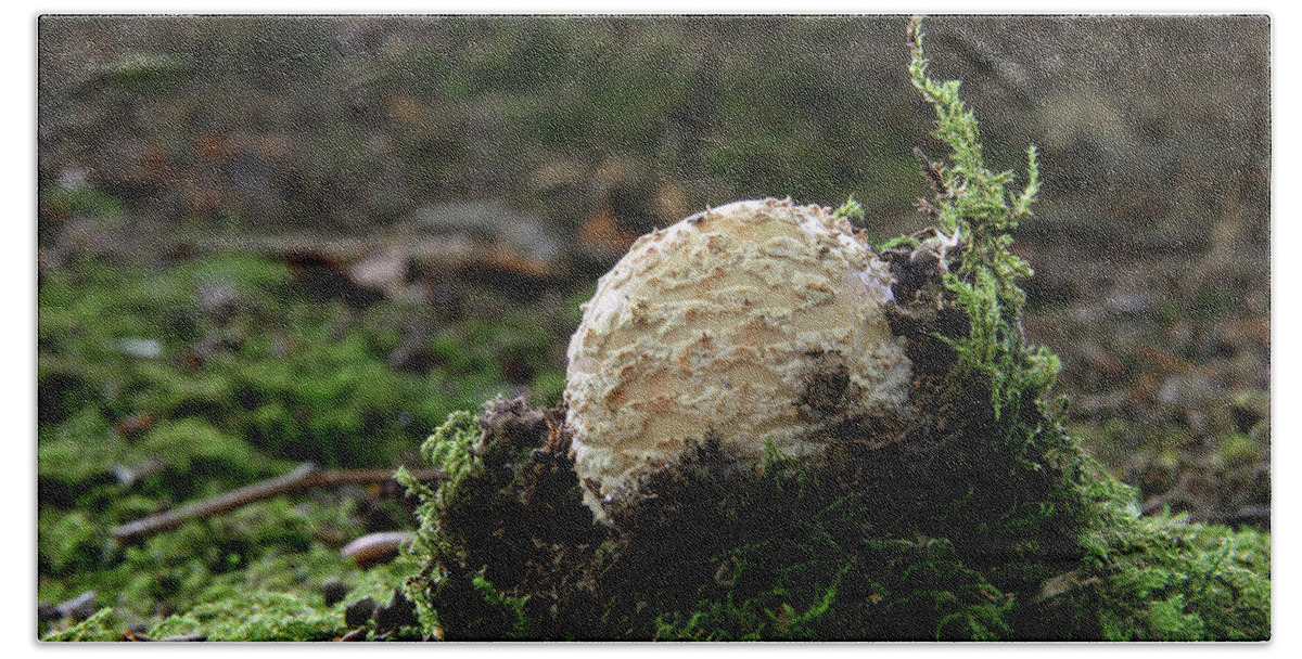 Fungi Emerging Beach Towel featuring the photograph Emergence by John Topman