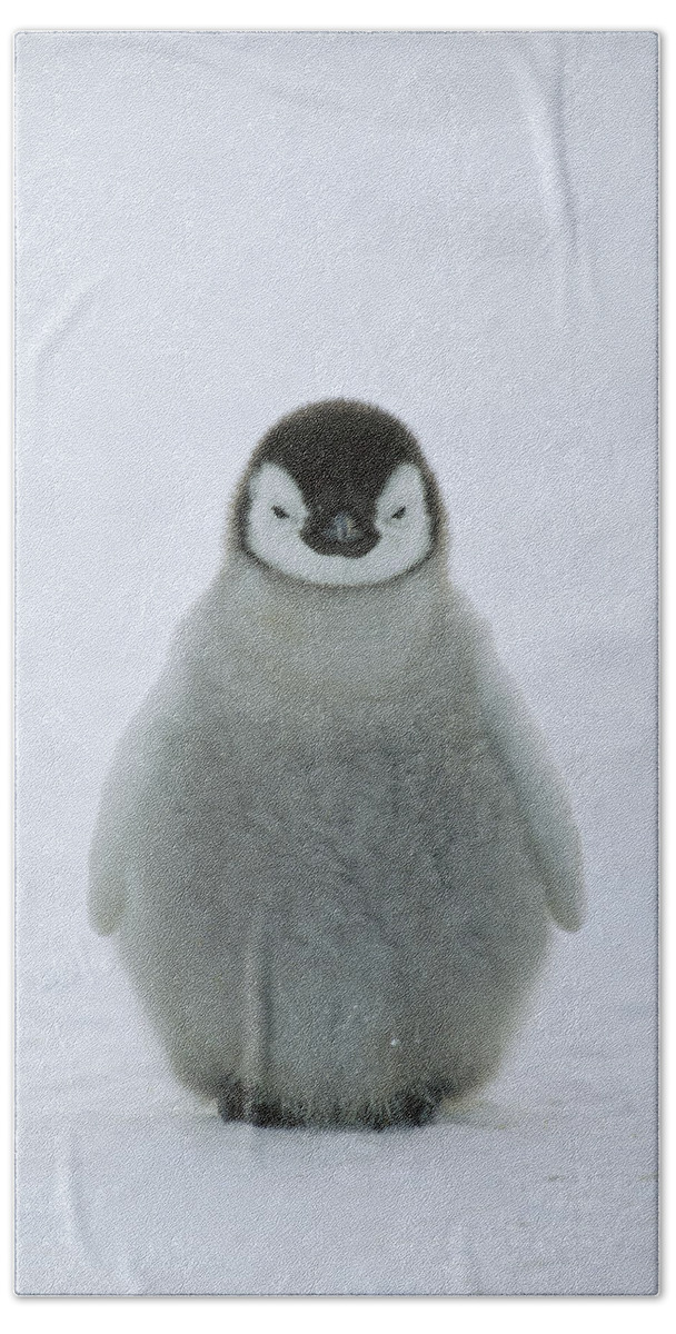 Feb0514 Beach Towel featuring the photograph Emperor Penguin Chick Portrait by Konrad Wothe