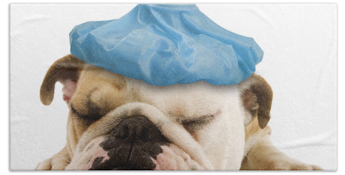 English Bulldog Beach Towel featuring the photograph English Bulldog With Ice Pack by Jean-Michel Labat