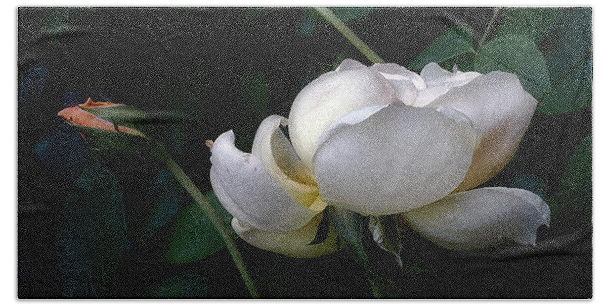 Rose Beach Towel featuring the photograph English Rose in Profile with Two Buds by Louise Kumpf