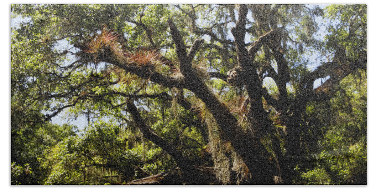 Leaning Tree Beach Towel featuring the photograph Epiphytes on Tree by Sally Weigand