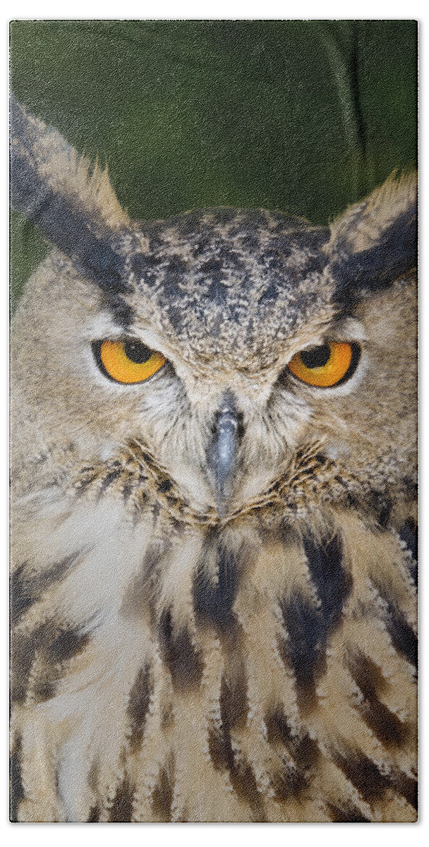 Eurasian Eagle Owl Beach Towel featuring the photograph Eurasian Eagle Owl by Susan Candelario