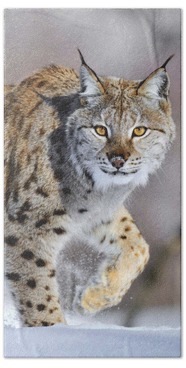 Mp Beach Towel featuring the photograph Eurasian Lynx Walking by Jasper Doest