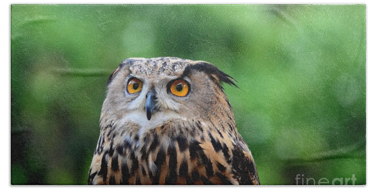 Owl Beach Sheet featuring the photograph Eurasian or European Eagle owl bubo bubo stares intently by Imran Ahmed