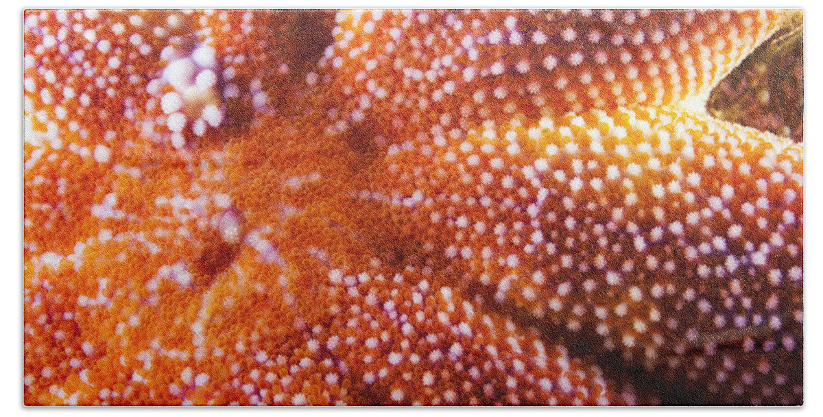 Nis Beach Towel featuring the photograph European Starfish Mouth Shetland by Matt Doggett