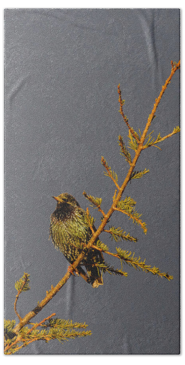 2014 Beach Towel featuring the photograph European Starling by Jean-Luc Baron