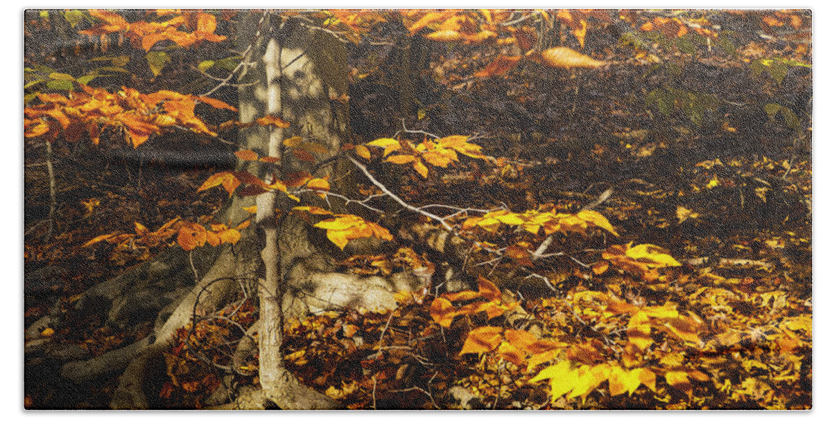 Autumn Beach Towel featuring the photograph Extra Branch by Paul W Faust - Impressions of Light