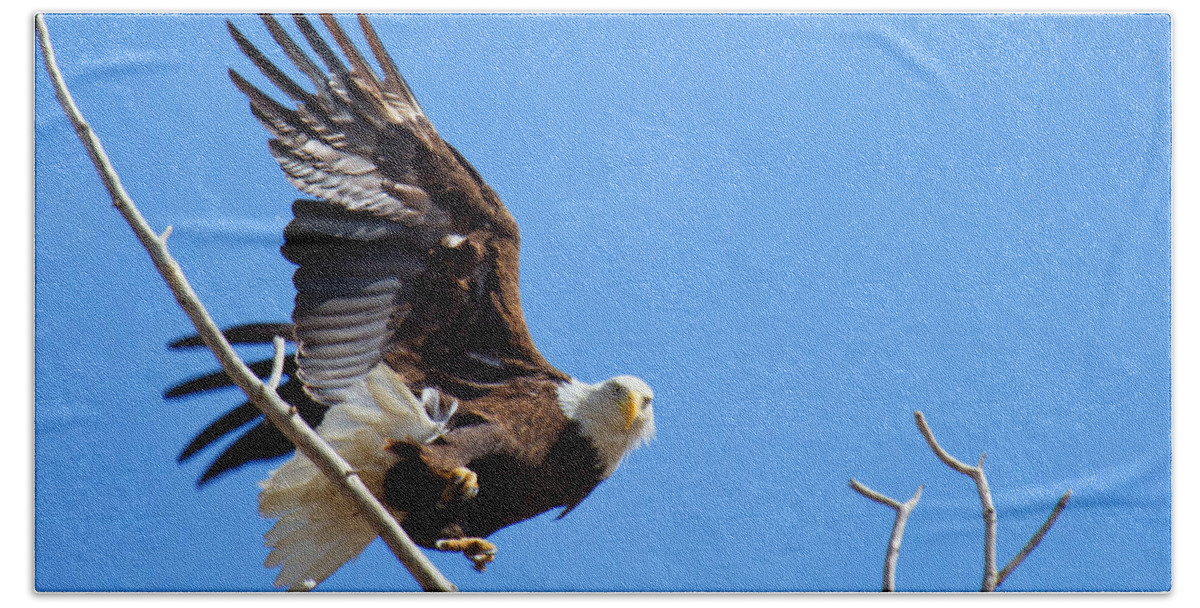 Soaring Beach Towel featuring the photograph Eye of the Eagle by Jim Garrison