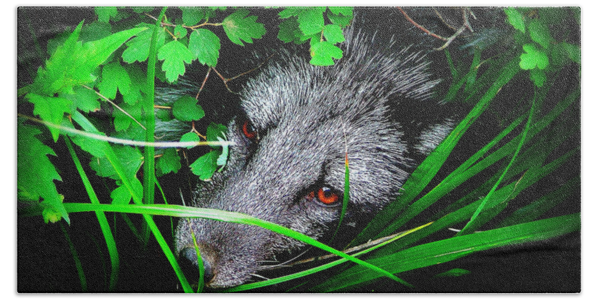 Eyes Beach Towel featuring the photograph Eyes in the Bushes by Zinvolle Art