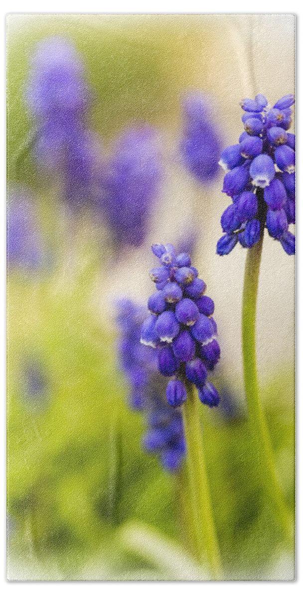 Grape Hyacinth Beach Towel featuring the photograph Fading by Caitlyn Grasso