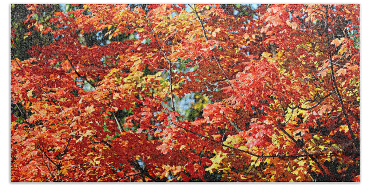 Metro Beach Sheet featuring the photograph Fall Foliage Colors 22 by Metro DC Photography