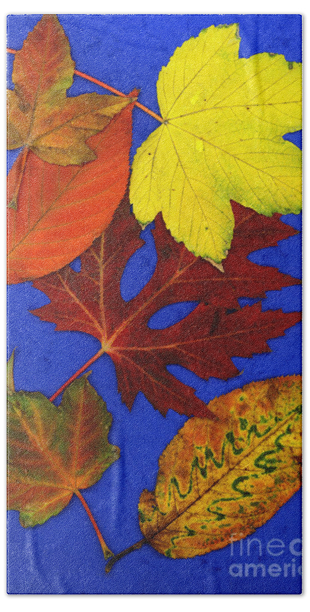 Fall Leaves Beach Towel featuring the photograph Fall Leaves by AJ Photos