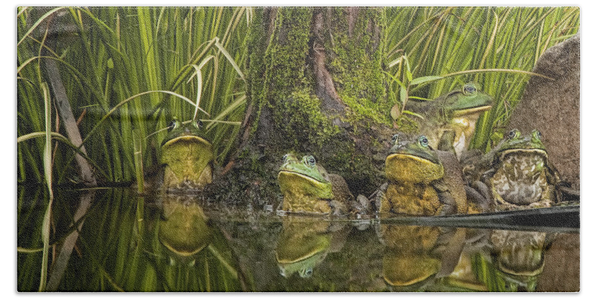 Frog Beach Towel featuring the photograph Five Bull Frogs Gathering by Linda D Lester