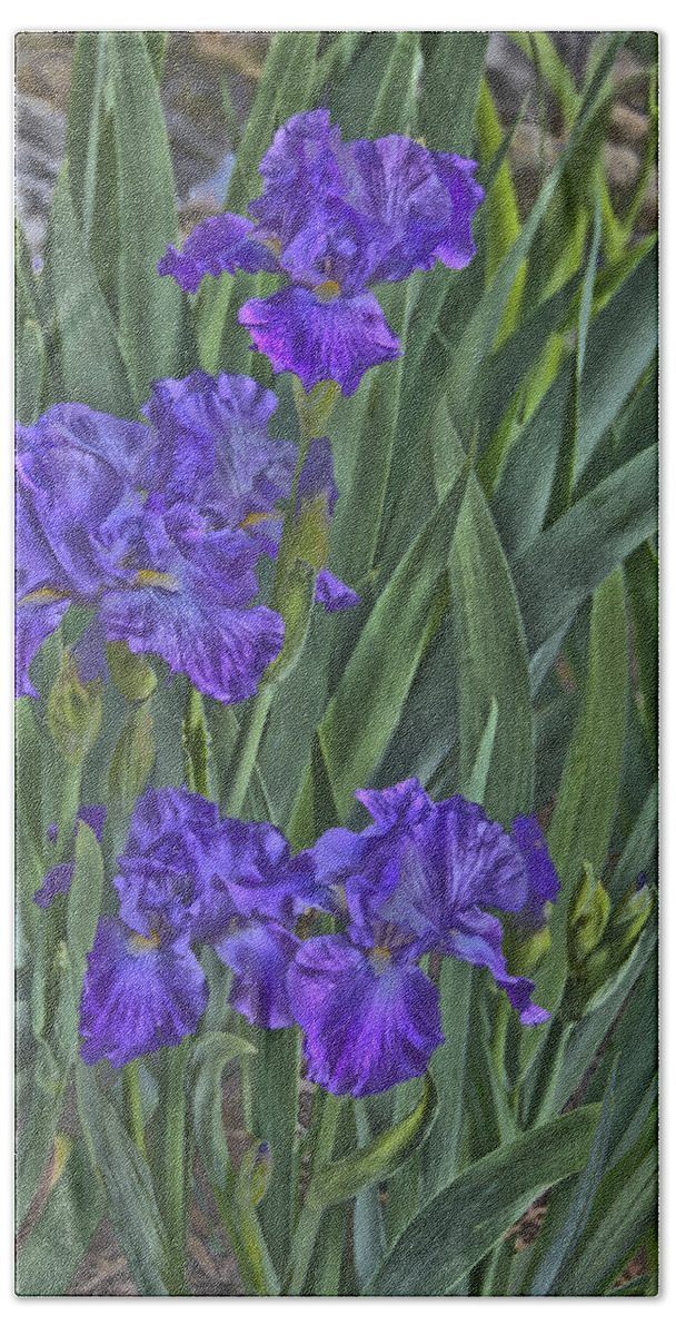 Flowers Beach Towel featuring the photograph Faux painted Irises by Penny Lisowski