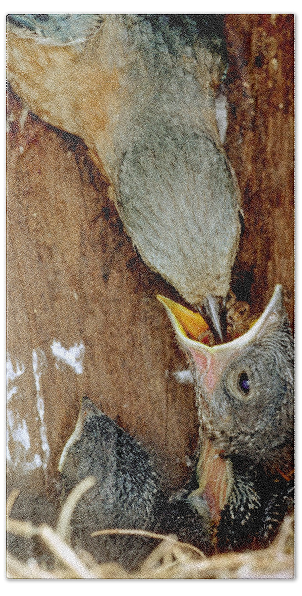 Animal Beach Towel featuring the photograph Female Bluebird Feeding Chicks by Millard H. Sharp