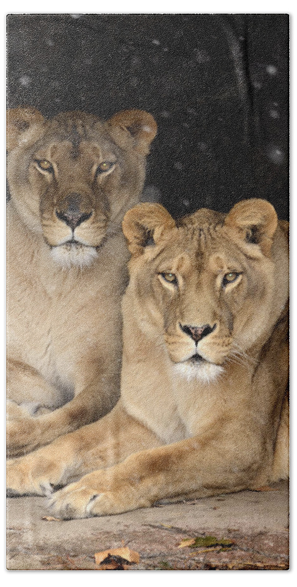 Lion Beach Towel featuring the photograph Female Lions by Ann Bridges