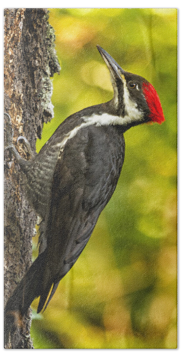 Pileated Woodpecker Beach Sheet featuring the photograph Female Pileated Woodpecker No. 2 by Belinda Greb