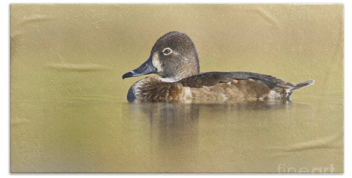 Duck Beach Sheet featuring the photograph Female Ring necked duck by Bryan Keil