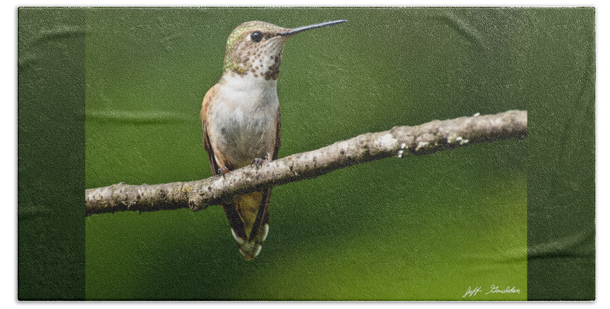 Adult Beach Sheet featuring the photograph Female Rufous Hummingbird in a Tree by Jeff Goulden