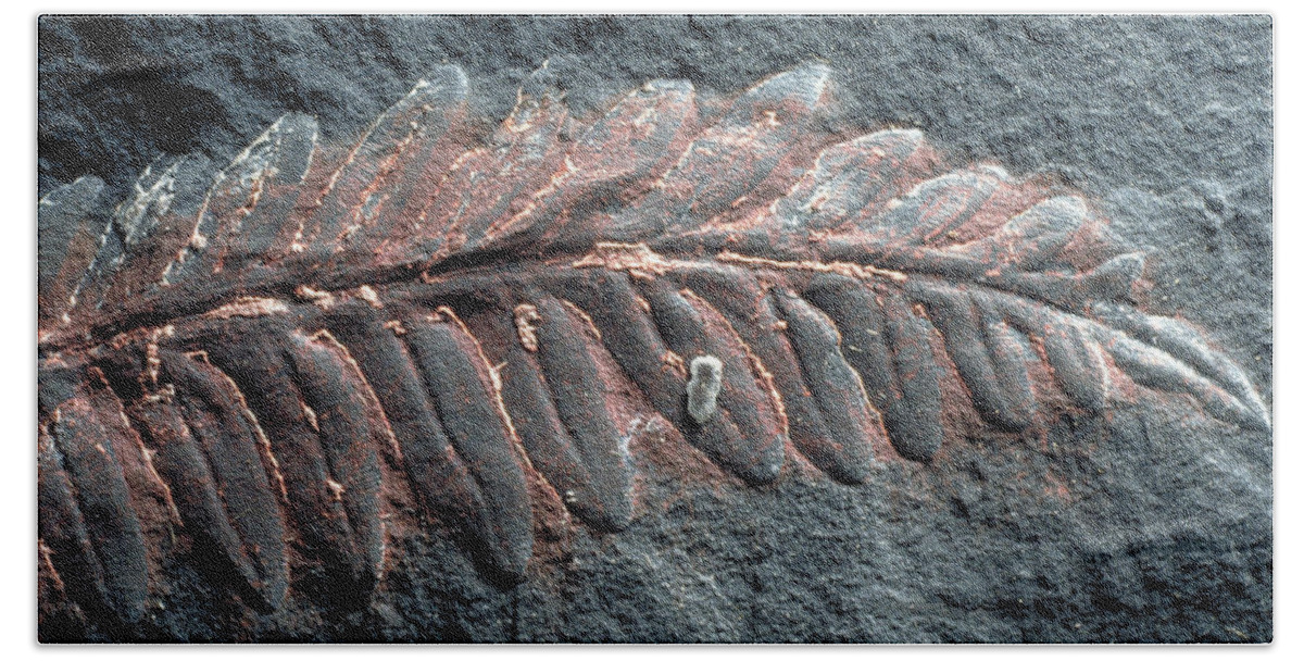 300 Million Yrs Old Beach Towel featuring the photograph Fern Fossil by Theodore Clutter