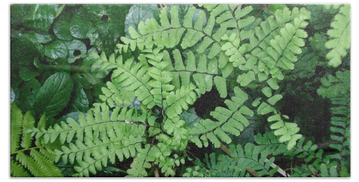 Fern Beach Towel featuring the photograph Ferns-III by Patricia Overmoyer