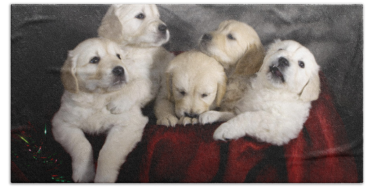 Dog Beach Towel featuring the photograph Festive Puppies by Ang El