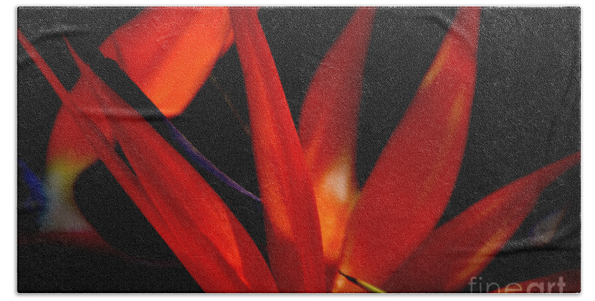 Bird Of Paradise Beach Towel featuring the photograph Fiery Red Bird of Paradise by Susanne Van Hulst