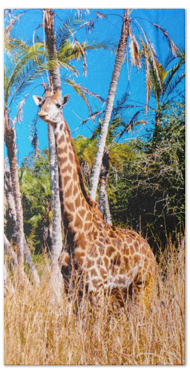 Giraffe Beach Towel featuring the photograph Find the Giraffe by Greg Fortier