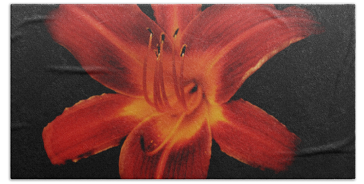 Lily Beach Sheet featuring the photograph Fire Lily by Michael Porchik