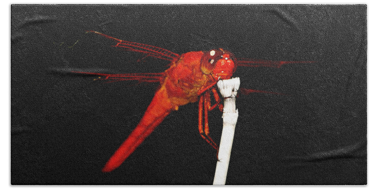  Red Dragonfly Beach Towel featuring the photograph Fire Red Dragon by Peggy Franz