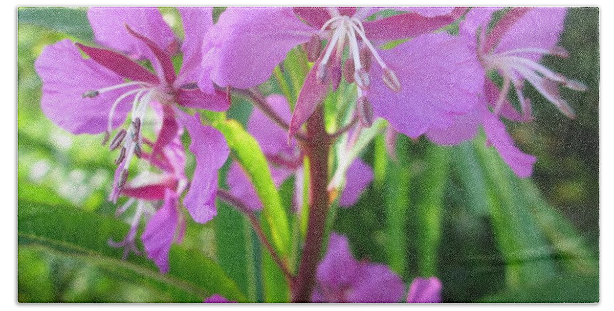 Fireweed Beach Towel featuring the photograph Fireweed 3 by Martin Howard