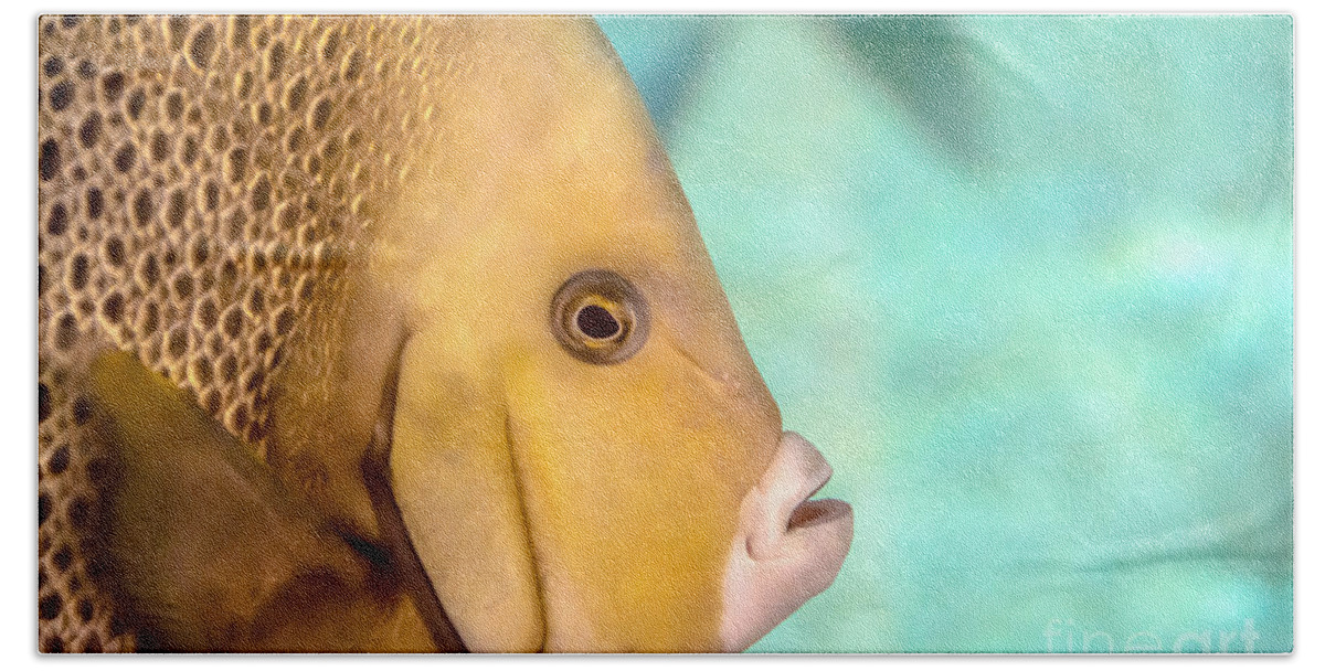 Chub Beach Towel featuring the photograph Fish Profile by Cheryl Baxter