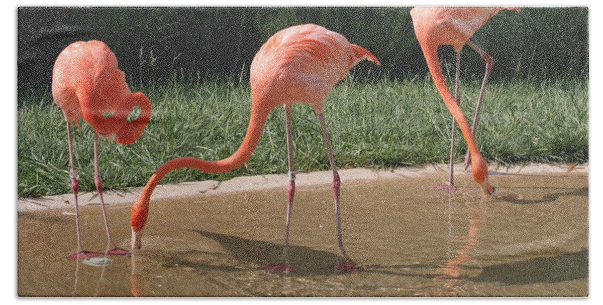 Birds Beach Towel featuring the photograph 3 Flamingos drinking water by Valerie Collins