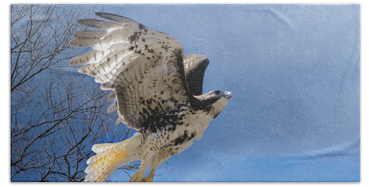 Redtail Hawk Beach Towel featuring the photograph Flight of the Red tail by Bill Wakeley