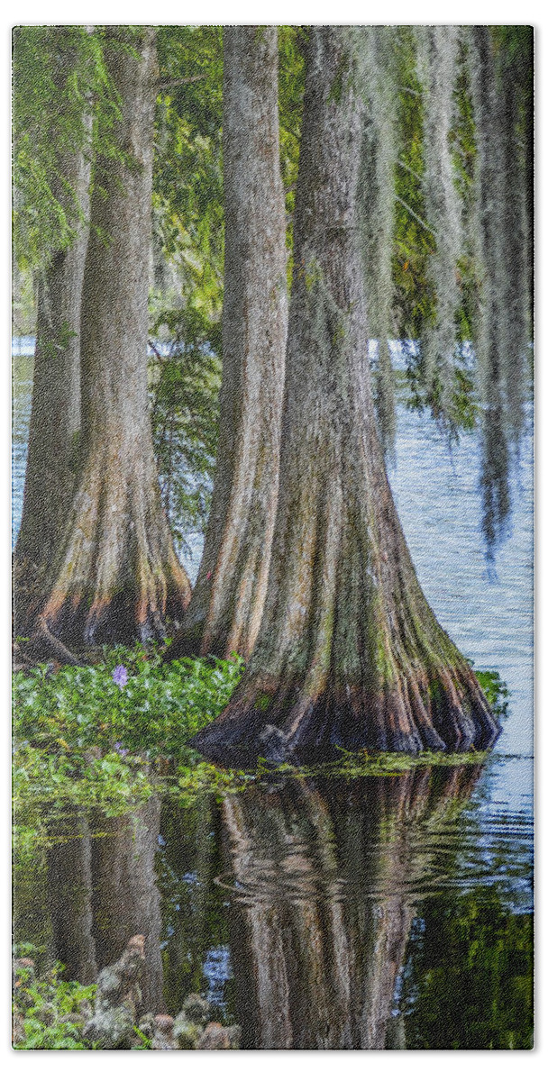 Cypress Trees Beach Sheet featuring the photograph Florida Cypress Trees by Carolyn Marshall