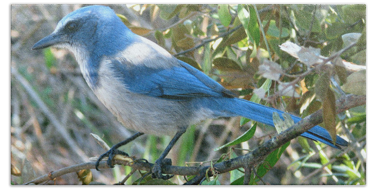 Nature Beach Towel featuring the photograph Florida Scrub Jay by Peggy Urban