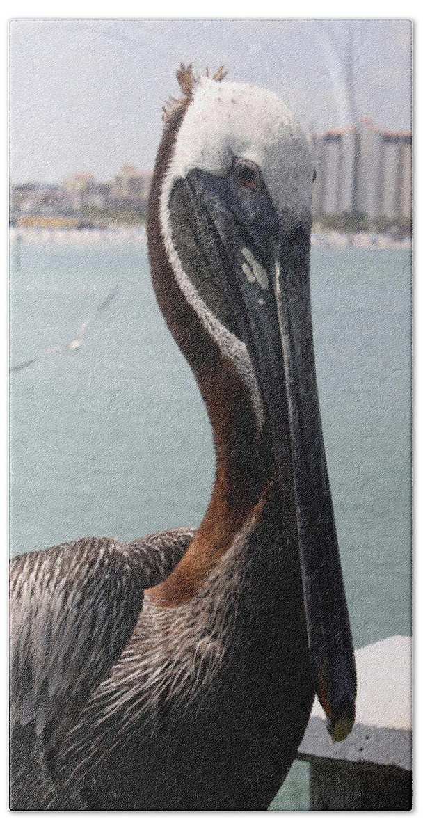 Clearwater Beach Sheet featuring the photograph Florida's Finest Bird by David Nicholls