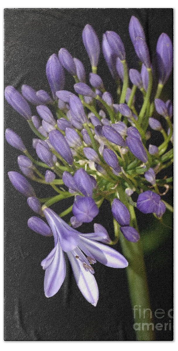 Lily Of The Nile Beach Towel featuring the photograph Flower Agapanthus Blue Buds One Flower by Joy Watson