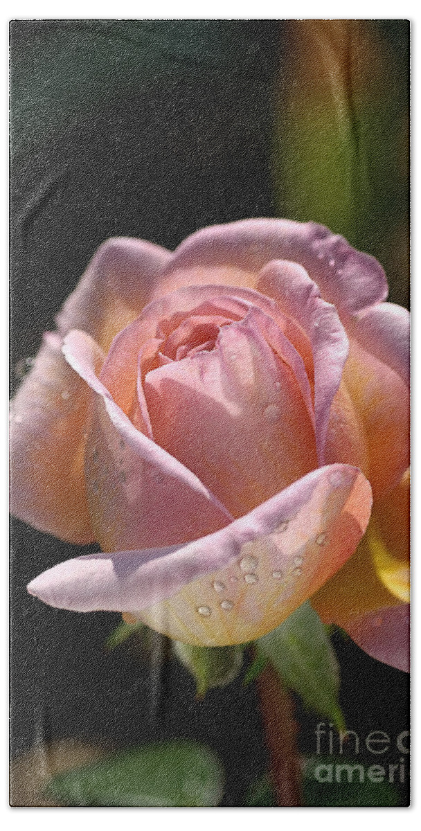 Abraham Darby Rose Flower Beach Sheet featuring the photograph Flower-pink And Yellow Rose-bud by Joy Watson