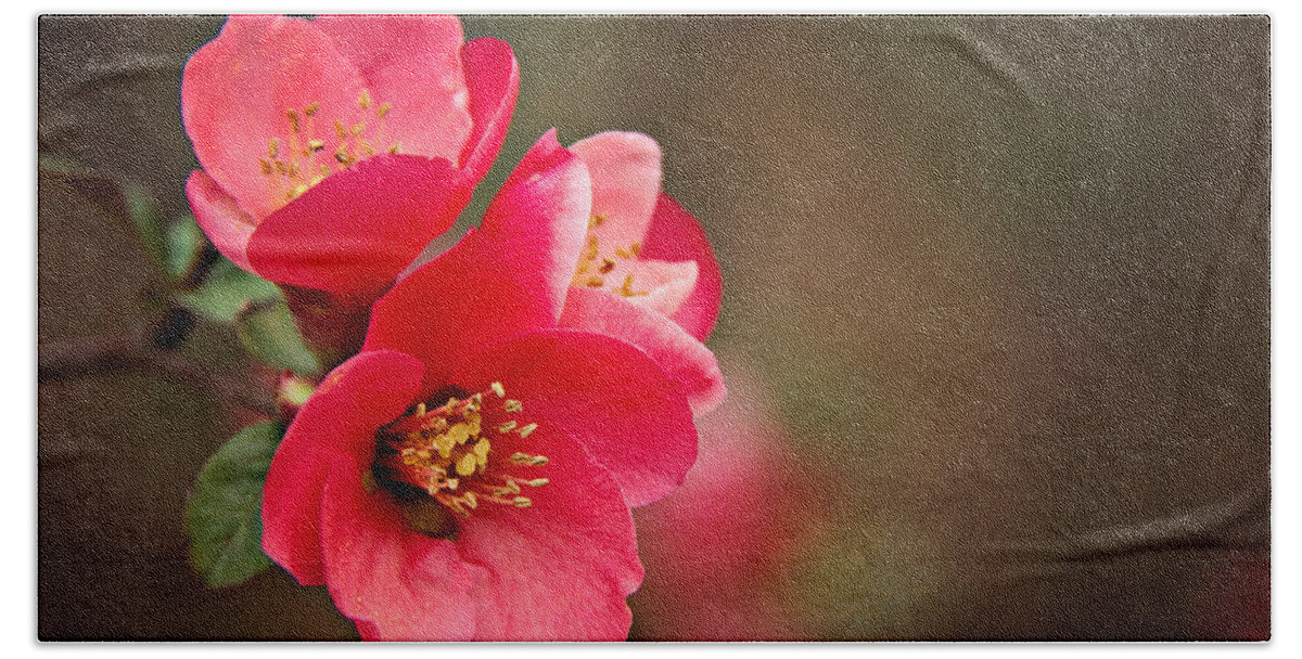  Japanese Quince Beach Towel featuring the photograph Flowering Quince by Lana Trussell