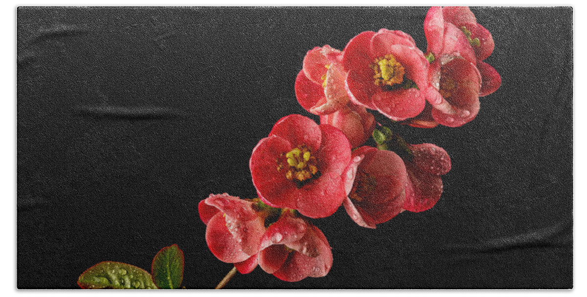 Quince Beach Towel featuring the photograph Flowering Quince by Mary Jo Allen