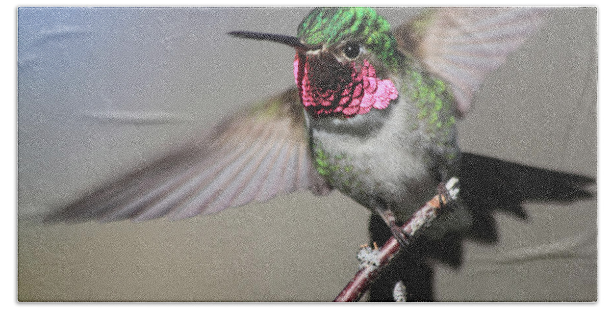 Ruby Throated Hummingbird Beach Towel featuring the photograph Fluttering #1 by Shane Bechler