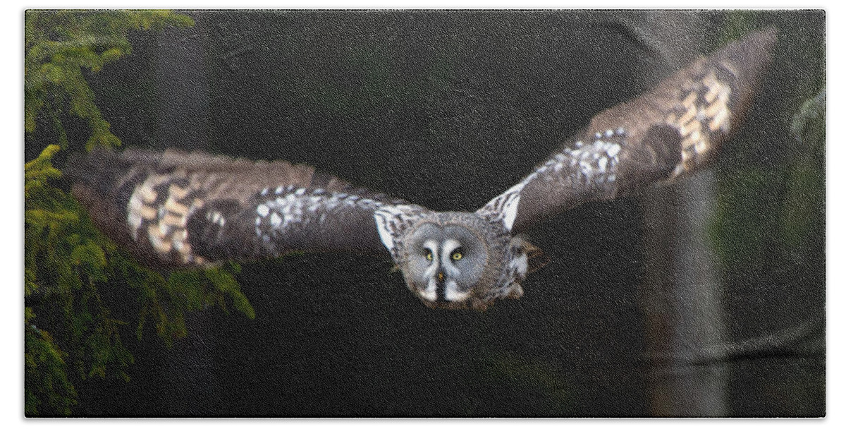 Flying Great Grey Owl Beach Towel featuring the photograph Focus on the target by Torbjorn Swenelius