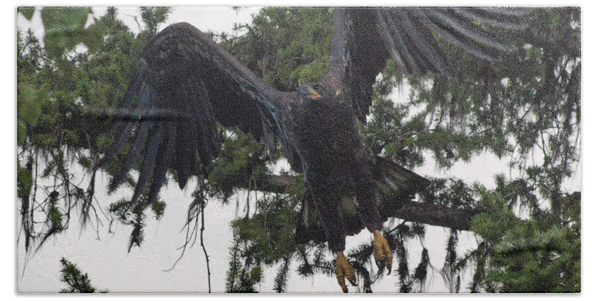 Hawk Beach Towel featuring the photograph Focused on Prey by Vivian Martin