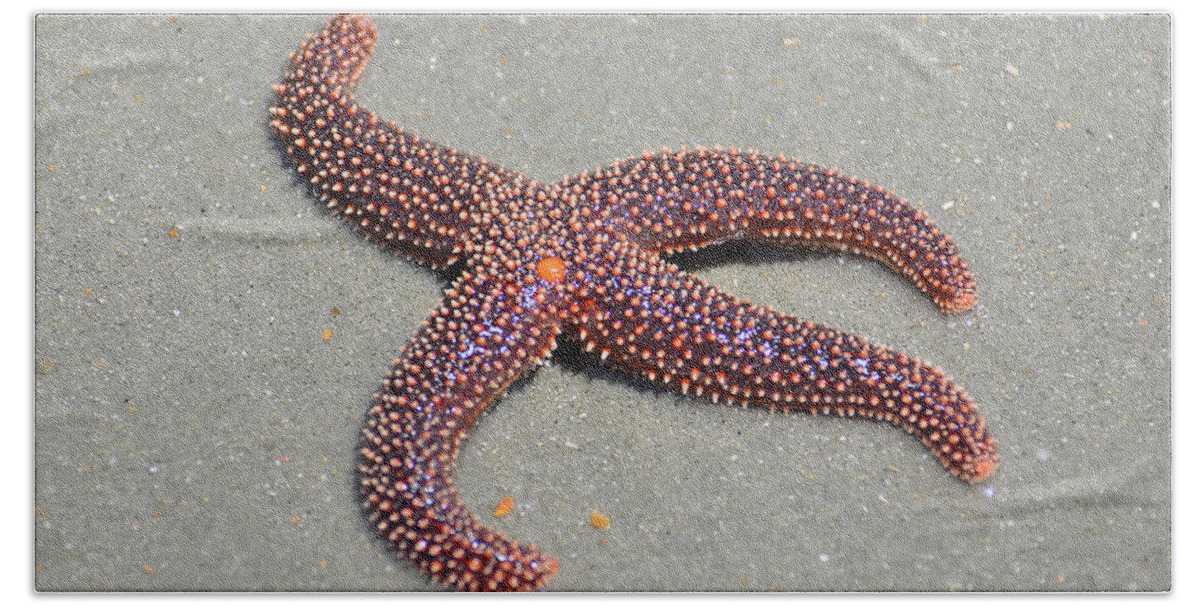 Starfish Beach Towel featuring the photograph Four Legged Starfish by Kathy Baccari
