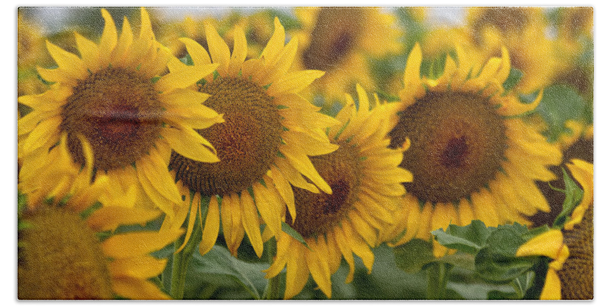 Sunflowers Beach Towel featuring the photograph Four by Ronda Kimbrow